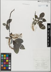 Foto von Salix glabra Scop.